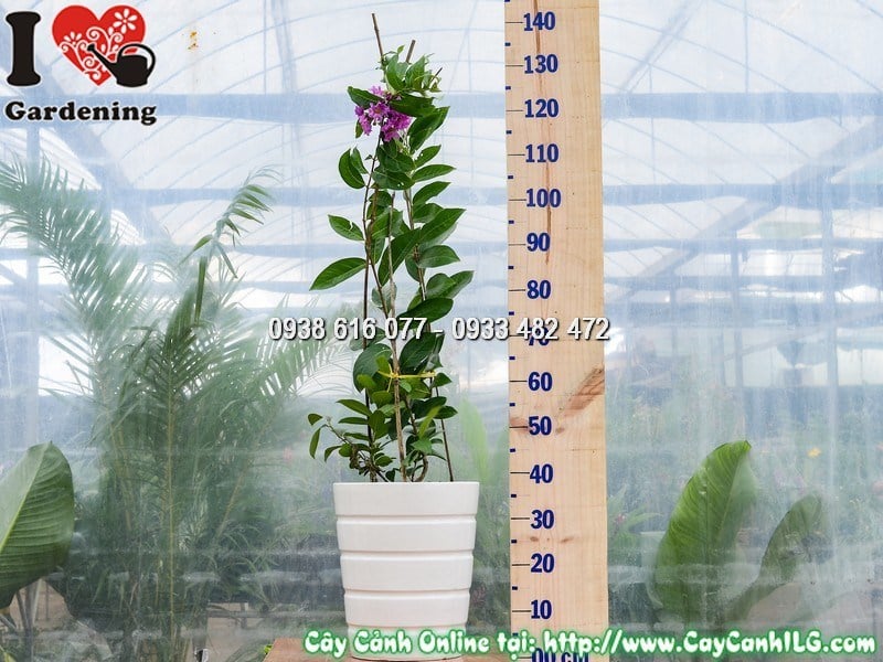 Cây Chậu Bằng Lăng – Ý Nghĩa, Cách Chăm Sóc & Mua Bán Sỉ Lẻ Giá Tốt Tại TP.HCM