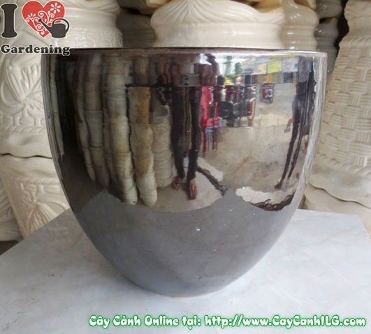 Cây Chậu Men Đen – Ý Nghĩa & Mua Bán Sỉ Lẻ Giá Tốt Tại TP.HCM