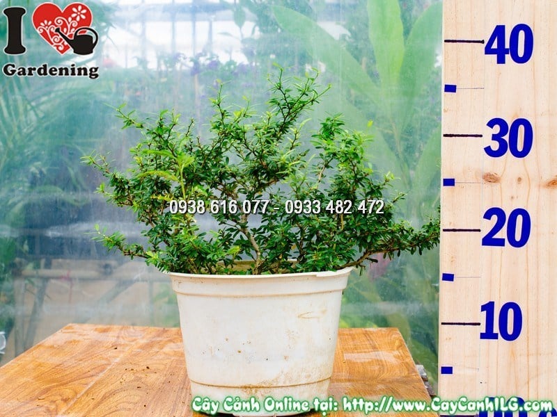 Cây Linh Sam Lá Rí – Ý Nghĩa, Cách Chăm Sóc & Mua Bán Sỉ Lẻ Giá Tốt Tại TP.HCM