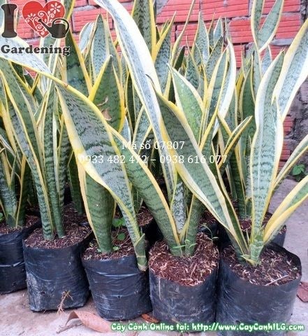 Cây Lưỡi Hổ – Ý Nghĩa, Cách Chăm Sóc & Mua Bán Sỉ Lẻ Giá Tốt Tại TP.HCM