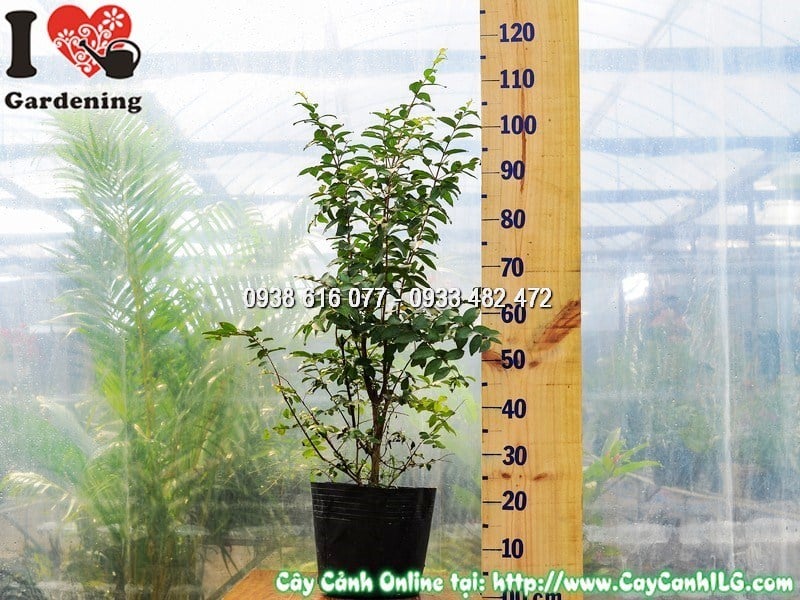 Cây Tường Vi Hoa Đỏ – Ý Nghĩa, Cách Chăm Sóc & Mua Bán Sỉ Lẻ Giá Tốt Tại TP.HCM