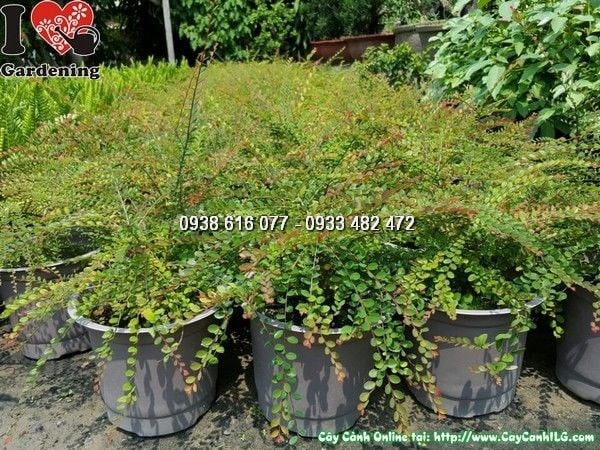Cây Sơn Liễu – Ý Nghĩa, Cách Chăm Sóc & Mua Bán Sỉ Lẻ Giá Tốt Tại TP.HCM