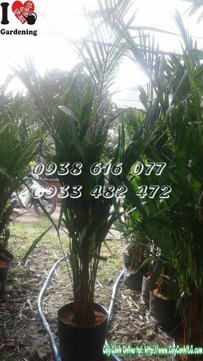 Cây Cau Đỏ – Ý Nghĩa, Cách Chăm Sóc & Mua Bán Sỉ Lẻ Giá Tốt Tại TP.HCM