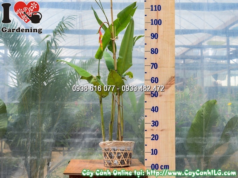 Cây Chuối Pháo – Ý Nghĩa, Cách Chăm Sóc & Mua Bán Sỉ Lẻ Giá Tốt Tại TP.HCM