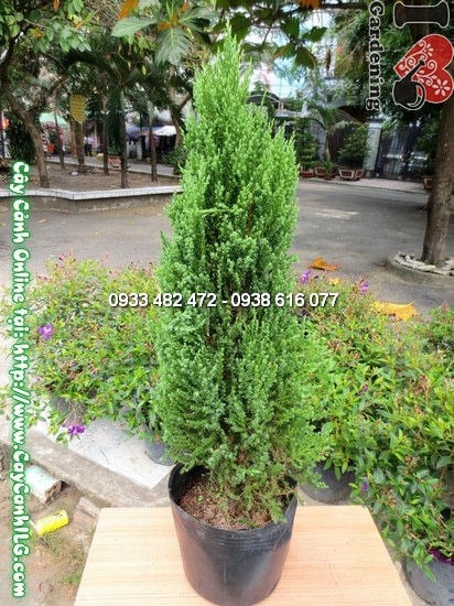 Cây Tùng Xà – Ý Nghĩa, Cách Chăm Sóc & Mua Bán Sỉ Lẻ Giá Tốt Tại TP.HCM