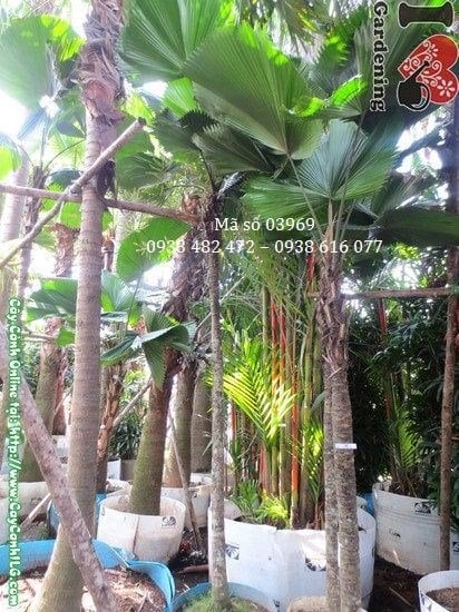 Cây Kè Nhật – Ý Nghĩa, Cách Chăm Sóc & Mua Bán Sỉ Lẻ Giá Tốt Tại TP.HCM