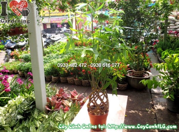 Cây Đuôi Sam – Ý Nghĩa, Cách Chăm Sóc & Mua Bán Sỉ Lẻ Giá Tốt Tại TP.HCM