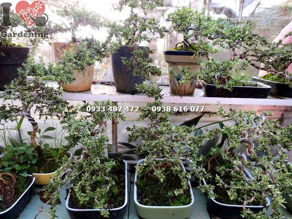 Cây Bạch Tuyết Mai – Ý Nghĩa, Cách Chăm Sóc & Mua Bán Sỉ Lẻ Giá Tốt Tại TP.HCM
