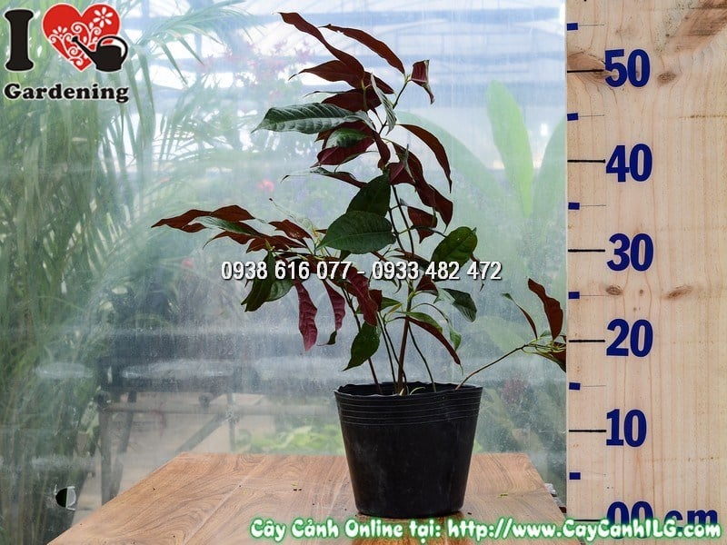 Cây Liễu Hai Da – Ý Nghĩa, Cách Chăm Sóc & Mua Bán Sỉ Lẻ Giá Tốt Tại TP.HCM