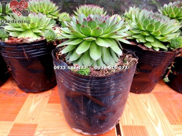 Cây Sen Đá Phật Bà – Ý Nghĩa, Cách Chăm Sóc & Mua Bán Sỉ Lẻ Giá Tốt Tại TP.HCM