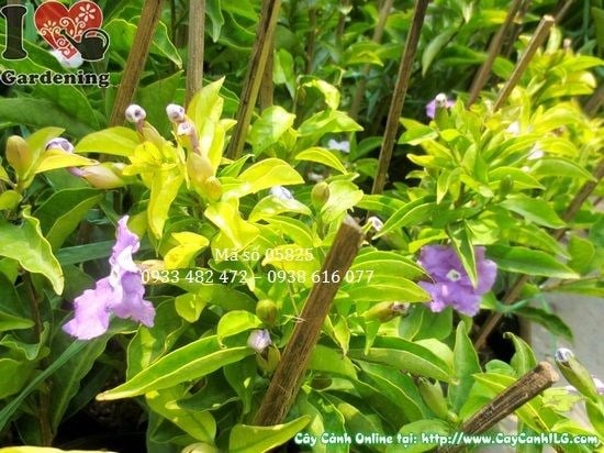 Cây Lài Nhật – Ý Nghĩa, Cách Chăm Sóc & Mua Bán Sỉ Lẻ Giá Tốt Tại TP.HCM