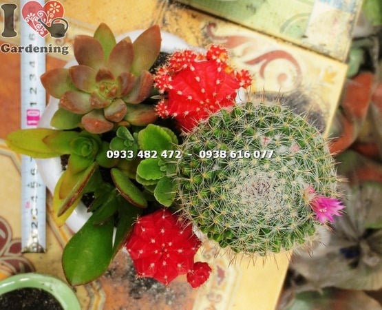 Cây Chậu Xương Rồng – Ý Nghĩa, Cách Chăm Sóc & Mua Bán Sỉ Lẻ Giá Tốt Tại TP.HCM