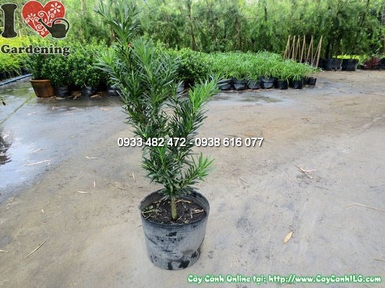 Cây La Hán Tùng – Ý Nghĩa, Cách Chăm Sóc & Mua Bán Sỉ Lẻ Giá Tốt Tại TP.HCM