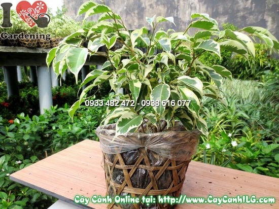 Cây Si Đốm – Ý Nghĩa, Cách Chăm Sóc & Mua Bán Sỉ Lẻ Giá Tốt Tại TP.HCM
