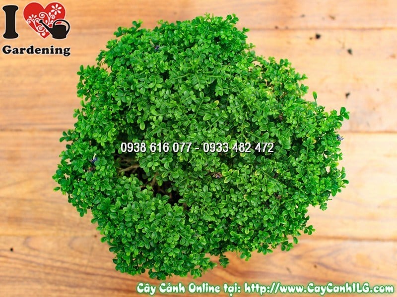 Cây Toàn Cầu – Ý Nghĩa, Cách Chăm Sóc & Mua Bán Sỉ Lẻ Giá Tốt Tại TP.HCM