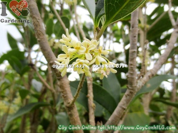 Cây Mộc Hương – Ý Nghĩa, Cách Chăm Sóc & Mua Bán Sỉ Lẻ Giá Tốt Tại TP.HCM
