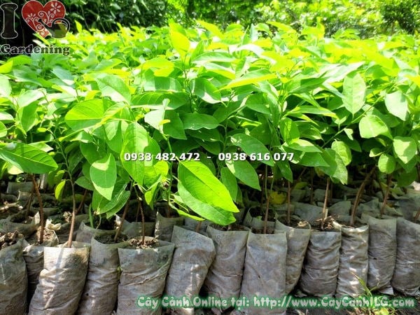 Cây Mãng Cầu – Ý Nghĩa, Cách Chăm Sóc & Mua Bán Sỉ Lẻ Giá Tốt Tại TP.HCM