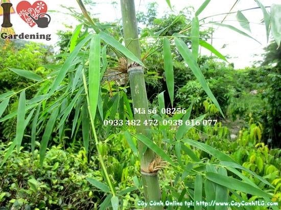 Cây Tầm Vông – Ý Nghĩa, Cách Chăm Sóc & Mua Bán Sỉ Lẻ Giá Tốt Tại TP.HCM