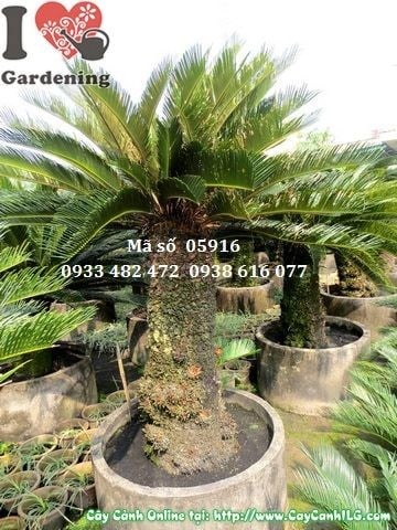 Cây Vạn Tuế – Ý Nghĩa, Cách Chăm Sóc & Mua Bán Sỉ Lẻ Giá Tốt Tại TP.HCM