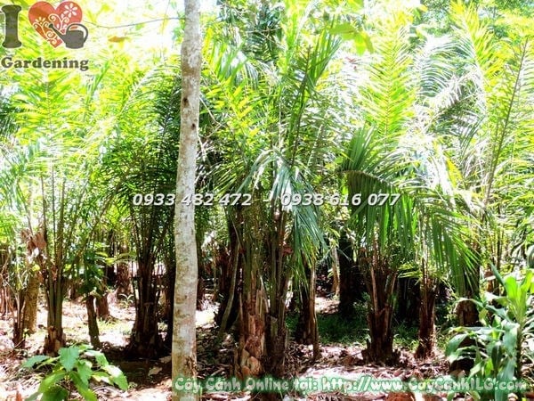 Cây Cọ Dầu – Ý Nghĩa, Cách Chăm Sóc & Mua Bán Sỉ Lẻ Giá Tốt Tại TP.HCM