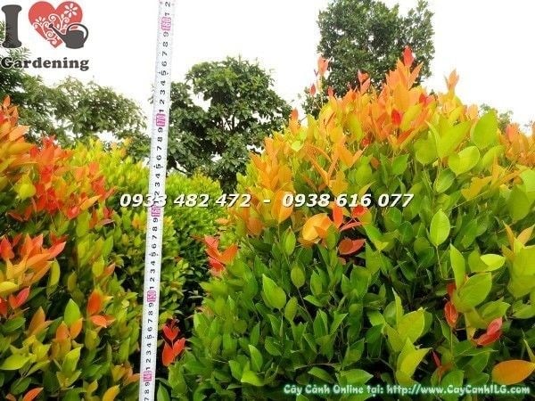 Cây Hồng Lộc – Ý Nghĩa, Cách Chăm Sóc & Mua Bán Sỉ Lẻ Giá Tốt Tại TP.HCM