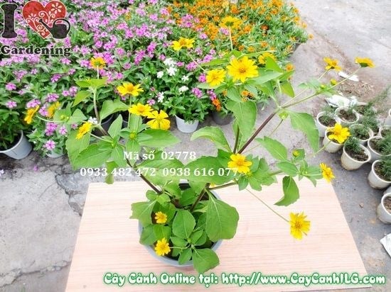 Cây Hoa Cúc Mặt Trời – Ý Nghĩa, Cách Chăm Sóc & Mua Bán Sỉ Lẻ Giá Tốt Tại TP.HCM