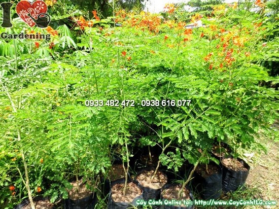 Cây Kim Phượng – Ý Nghĩa, Cách Chăm Sóc & Mua Bán Sỉ Lẻ Giá Tốt Tại TP.HCM