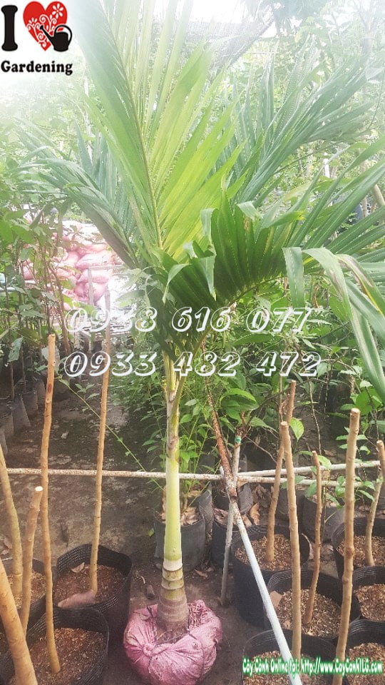 Cây Cau Trắng – Ý Nghĩa, Cách Chăm Sóc & Mua Bán Sỉ Lẻ Giá Tốt Tại TP.HCM