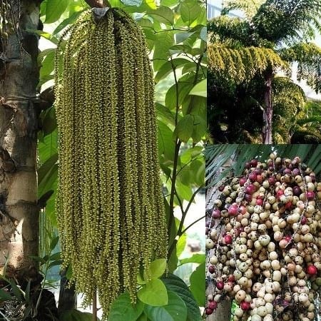 Cây Đủng Đỉnh – Ý Nghĩa, Cách Chăm Sóc & Mua Bán Sỉ Lẻ Giá Tốt Tại TP.HCM