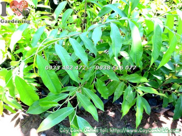 Cây Viết – Ý Nghĩa, Cách Chăm Sóc & Mua Bán Sỉ Lẻ Giá Tốt Tại TP.HCM
