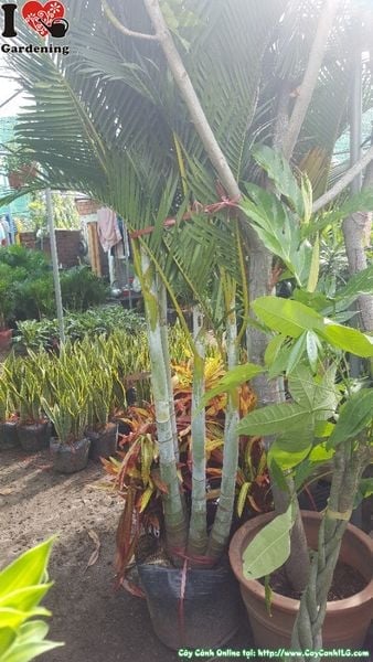 Mua Bán Cây Cau Đài Loan Sỉ & Lẻ Giá Tốt TP. Hồ Chí Minh