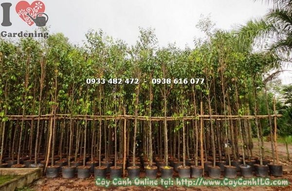Mua Bán Cây Sao Đen Sỉ & Lẻ Giá Tốt TP. Hồ Chí Minh