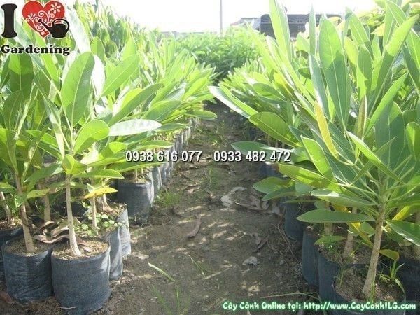 Nơi Mua Bán Cây Chuông Vàng Thân Gỗ Giá Tốt TP. Hồ Chí Minh