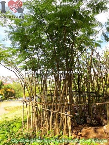Mua Bán Cây Phượng Vĩ Đỏ sỉ & lẻ giá tốt TP. Hồ Chí Minh