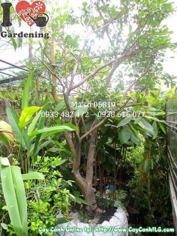 Mua Bán Cây Bưởi Da Xanh sỉ, lẻ giá tốt TP.HCM