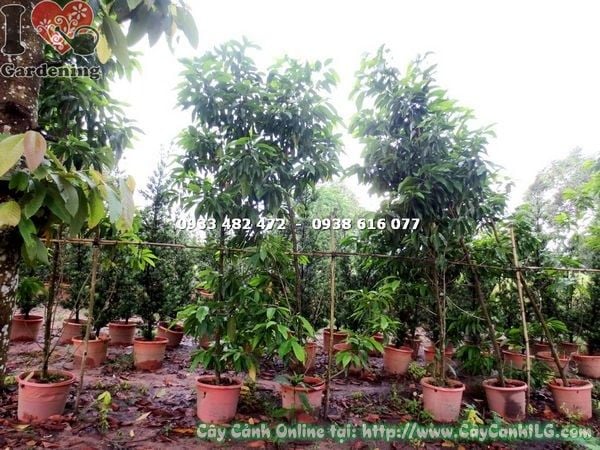 Mua Bán Cây Ngọc Lan sỉ, lẻ giá tốt TP.HCM