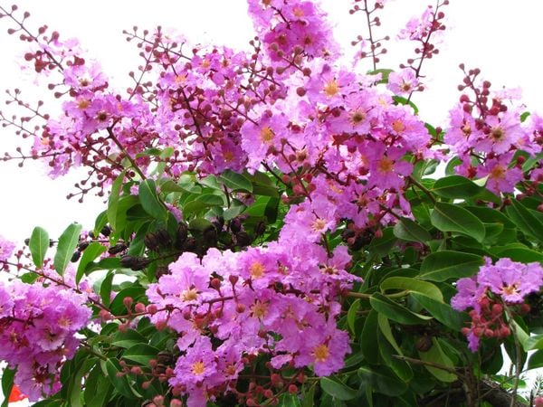 Mua Bán Cây Bằng Lăng Sỉ, Lẻ Giá Tốt TP. Hồ Chí Minh