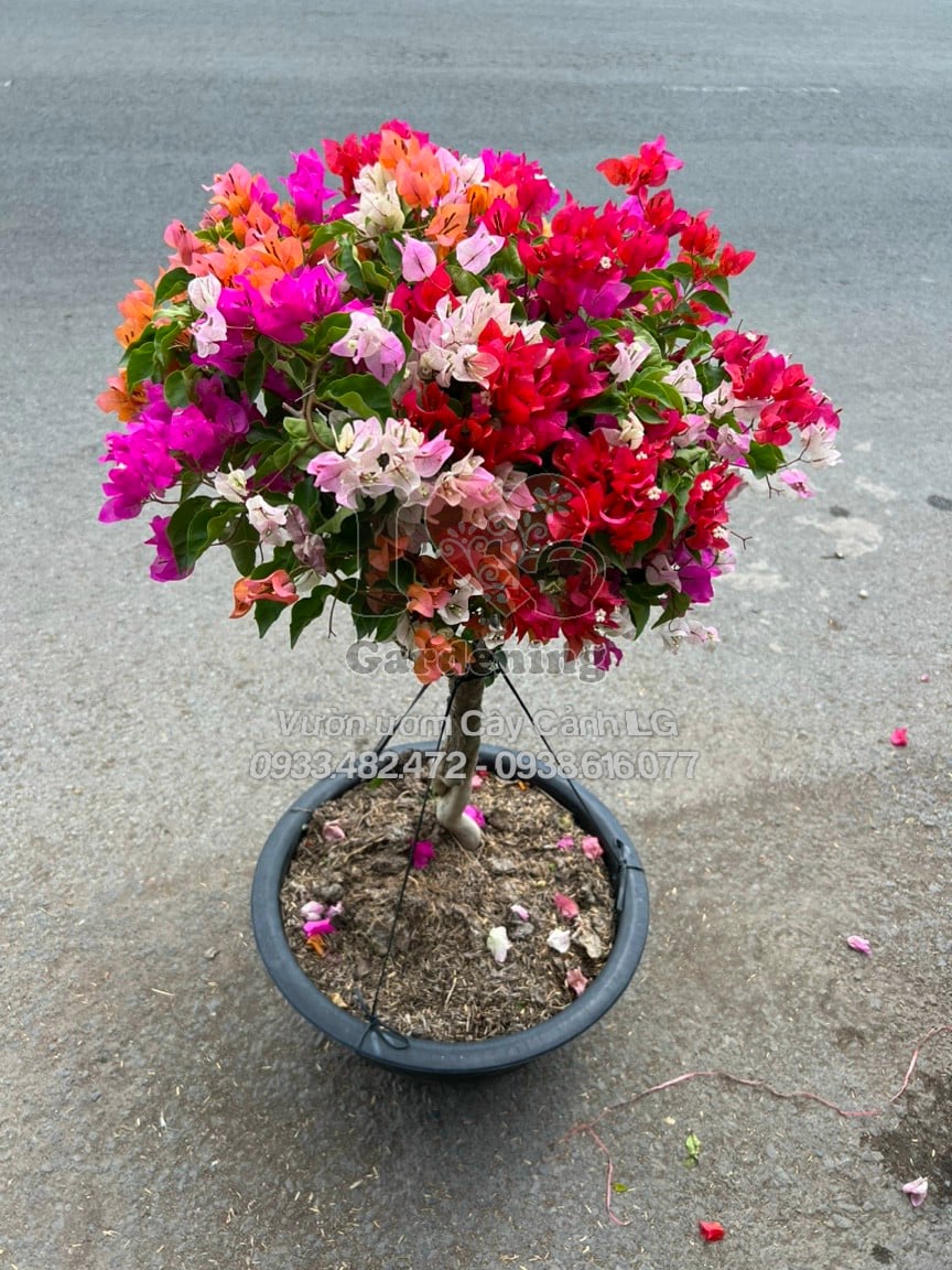 Cây Hoa Giấy Thái Ngũ Sắc Gốc Đẹp
