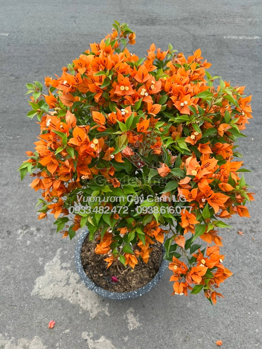 Cây Hoa Giấy Cam Lửa Gốc To Bonsai