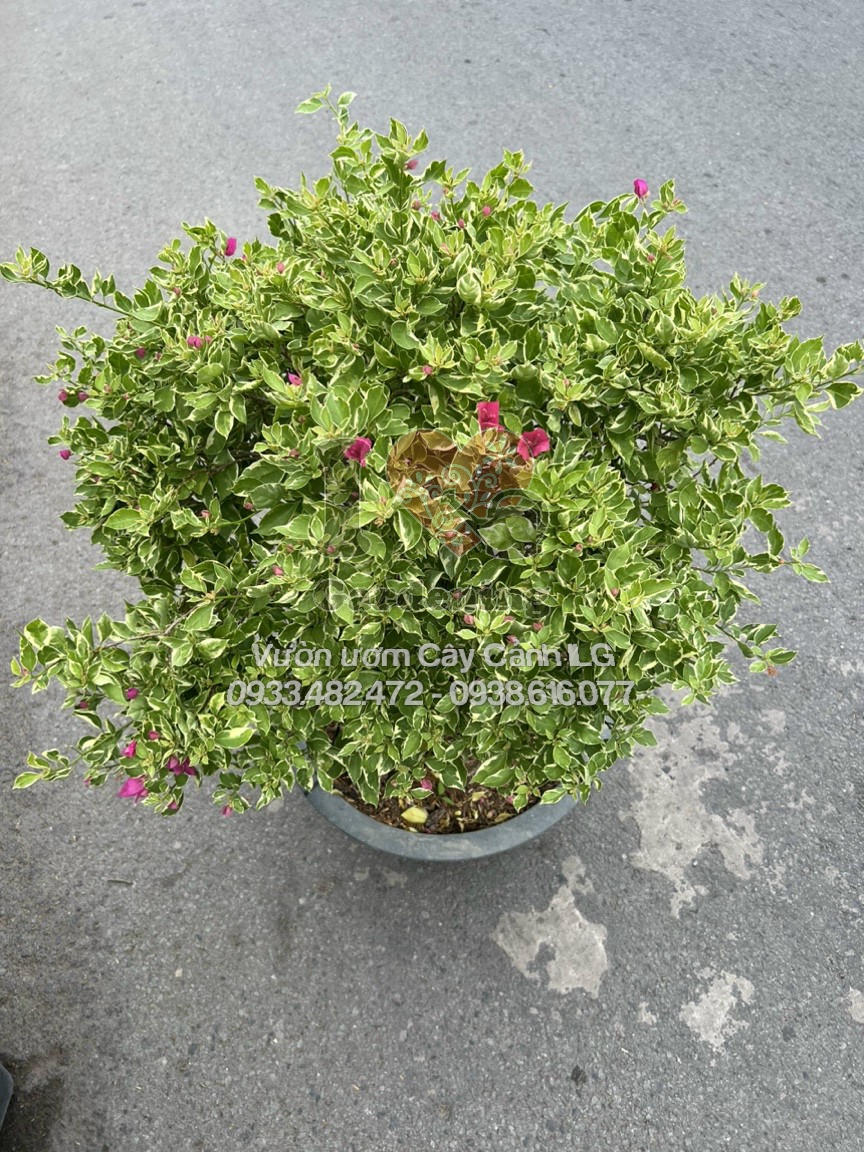 Cây Hoa Giấy Cẩm Thạch Hồng Gốc To Bonsai