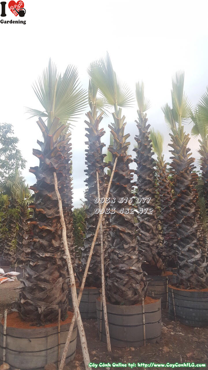 Cây thốt nốt (Lóng 4m)