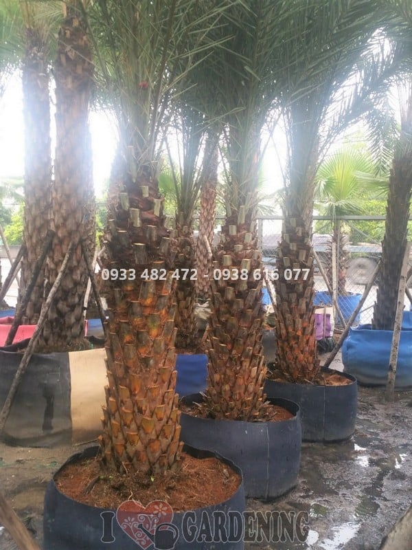 Cây Chà Là (Lóng dài 1m5 - Cao 4m)