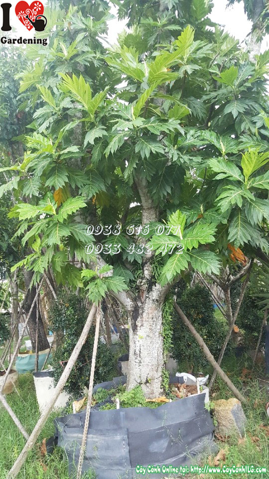 Cây sa kê (Đường kính 45cm - Cao 6m)