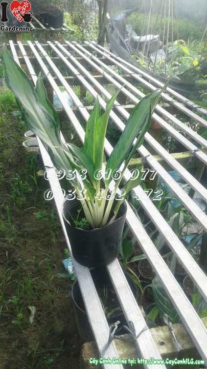 Cây ngân hậu lá nhỏ (Cao 30cm)