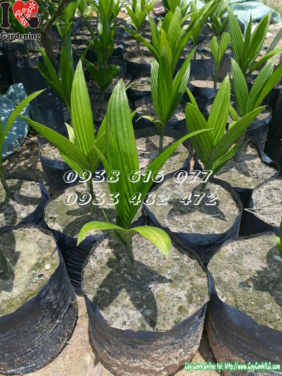 Cây cau lùn giống (Cao 25 cm)