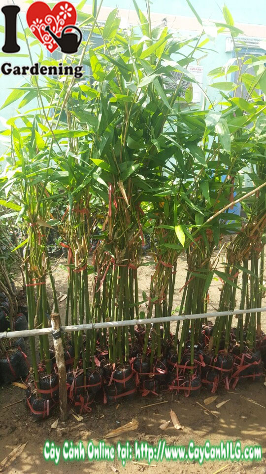 Cây giống tre măng điền trúc (Cao 1m)