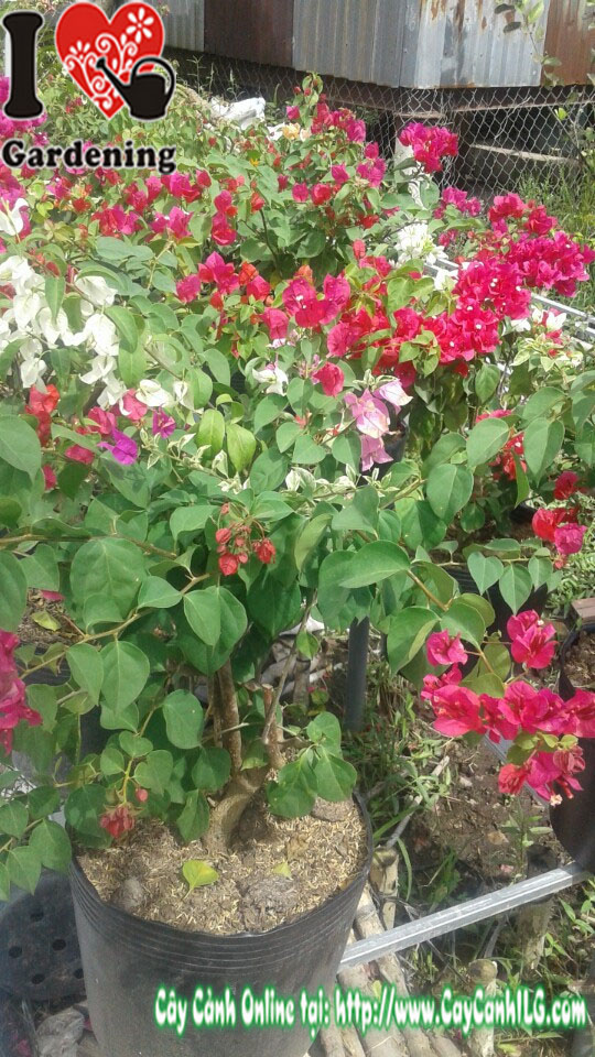 Cây hoa giấy nhiều màu (Cao 60cm)