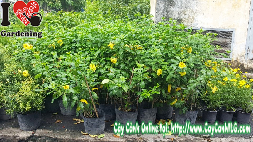 Cây huỳnh anh lá lớn (Bụi lớn 70cm)