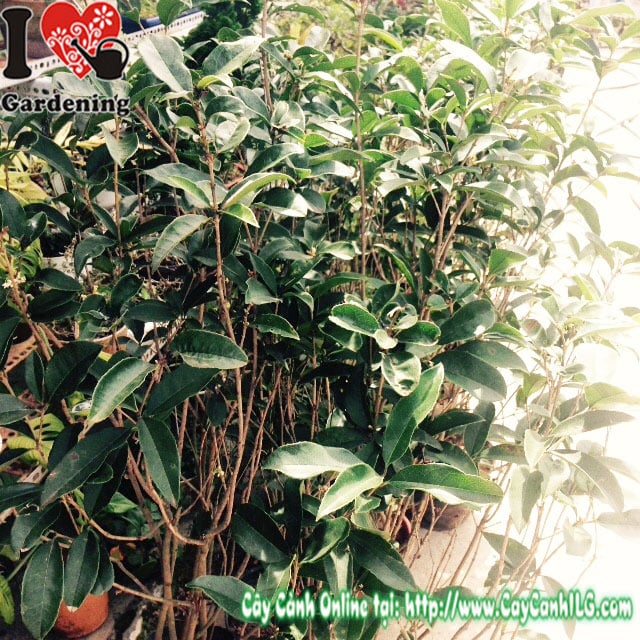Cây mộc thiên hương (Cao 1m2)