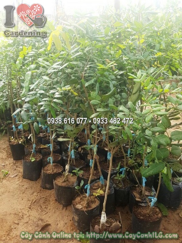 Cây Nhãn Xuồng Giống Tốt Cao 60 cm